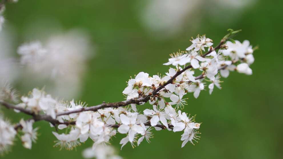 Schwarzdorn mit Blüten
