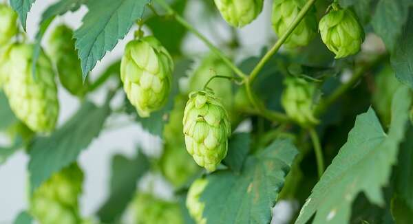 Hopfen