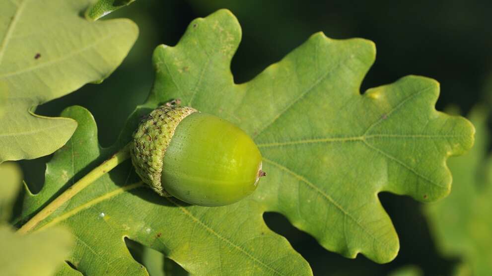 Feuille de chêne avec gland