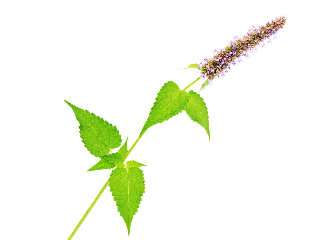 Fleur d'agastache