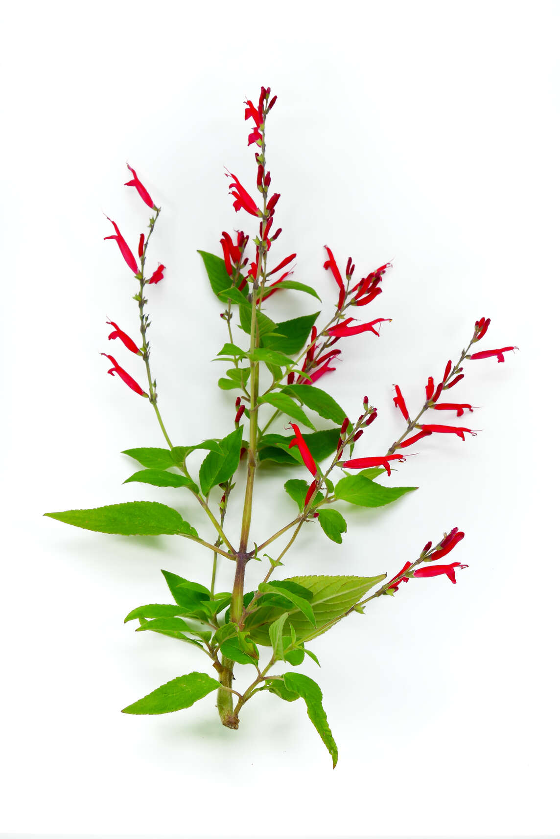 Salvia ananas