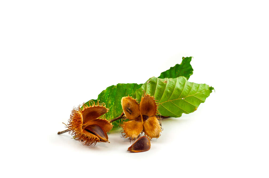 Copeaux de hêtre et feuilles de hêtre