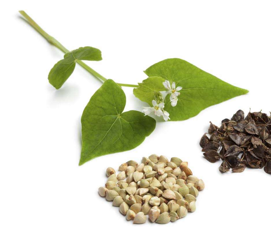 Herbes et plantes médicinales : Sarrasin - EGK
