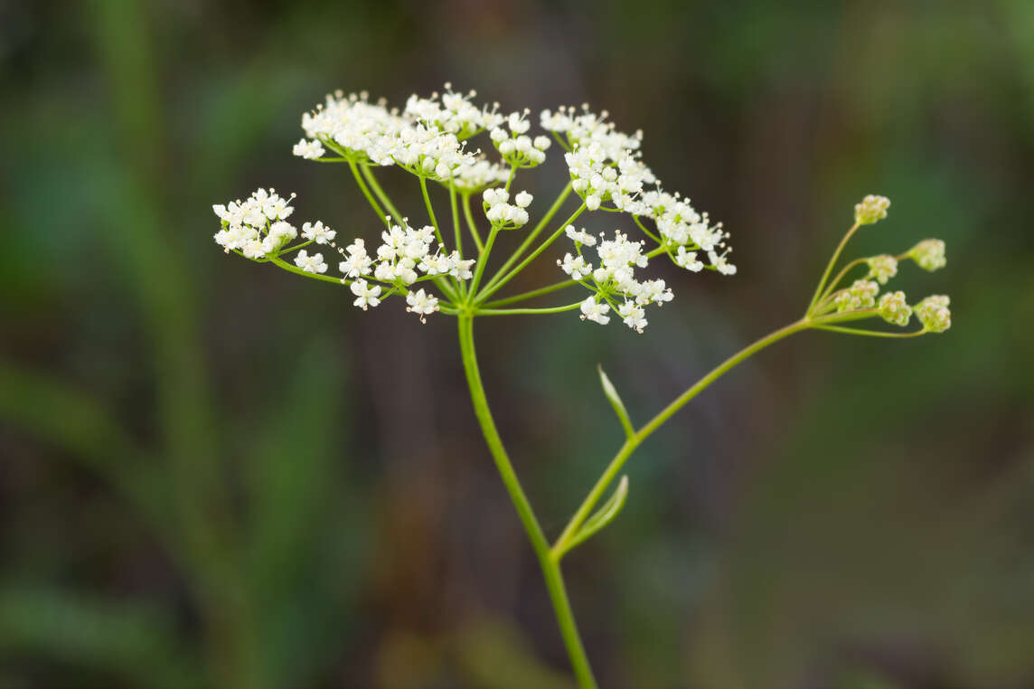 Blüte der kleinen Bibernelle