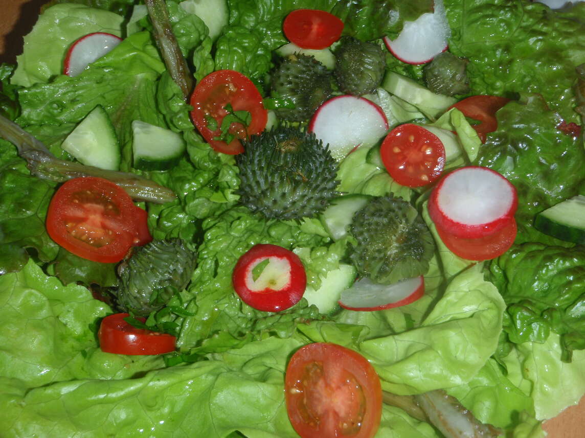 Salat mit Eselsdisteln, Tomaten, Gurken und Radieschen