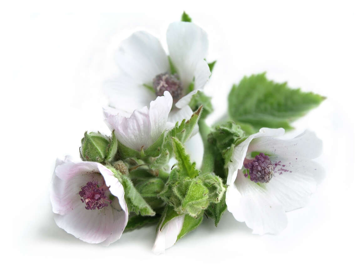 Weiss-violette Eibischblüten und Knospen