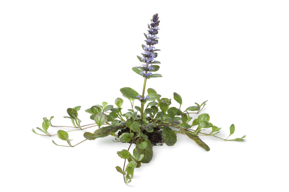 Bugle rampante