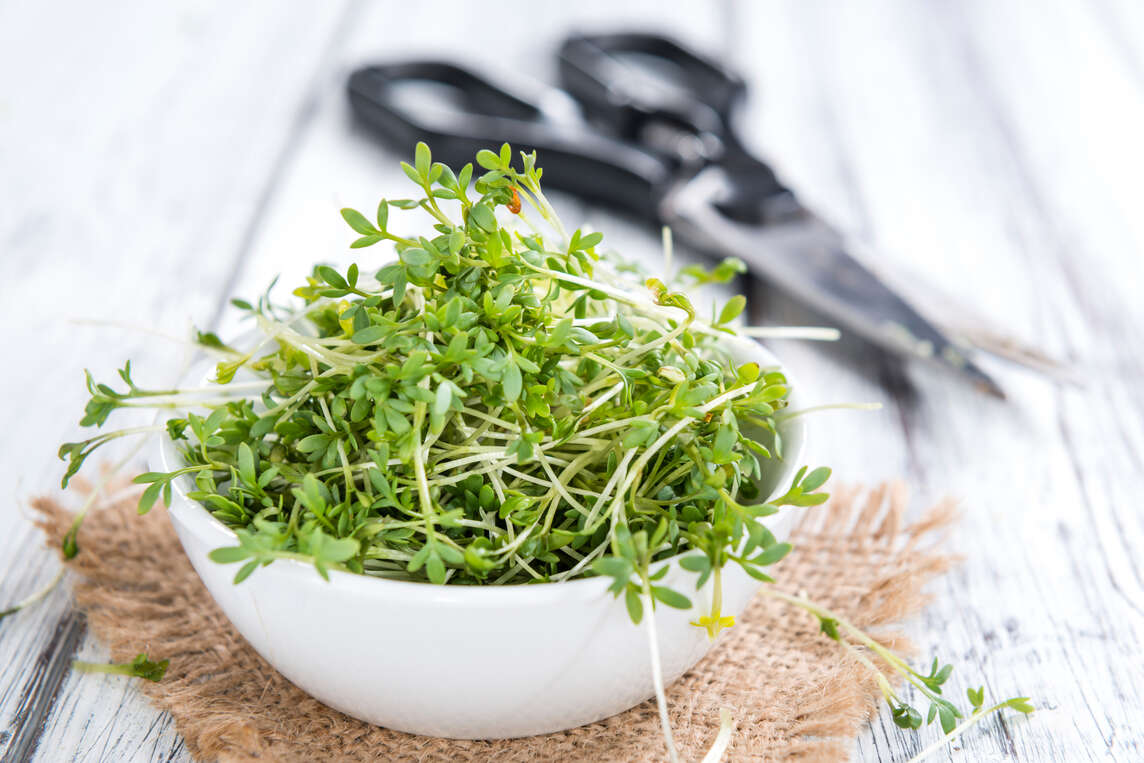 Schale mit abgeschnittener Gartenkresse