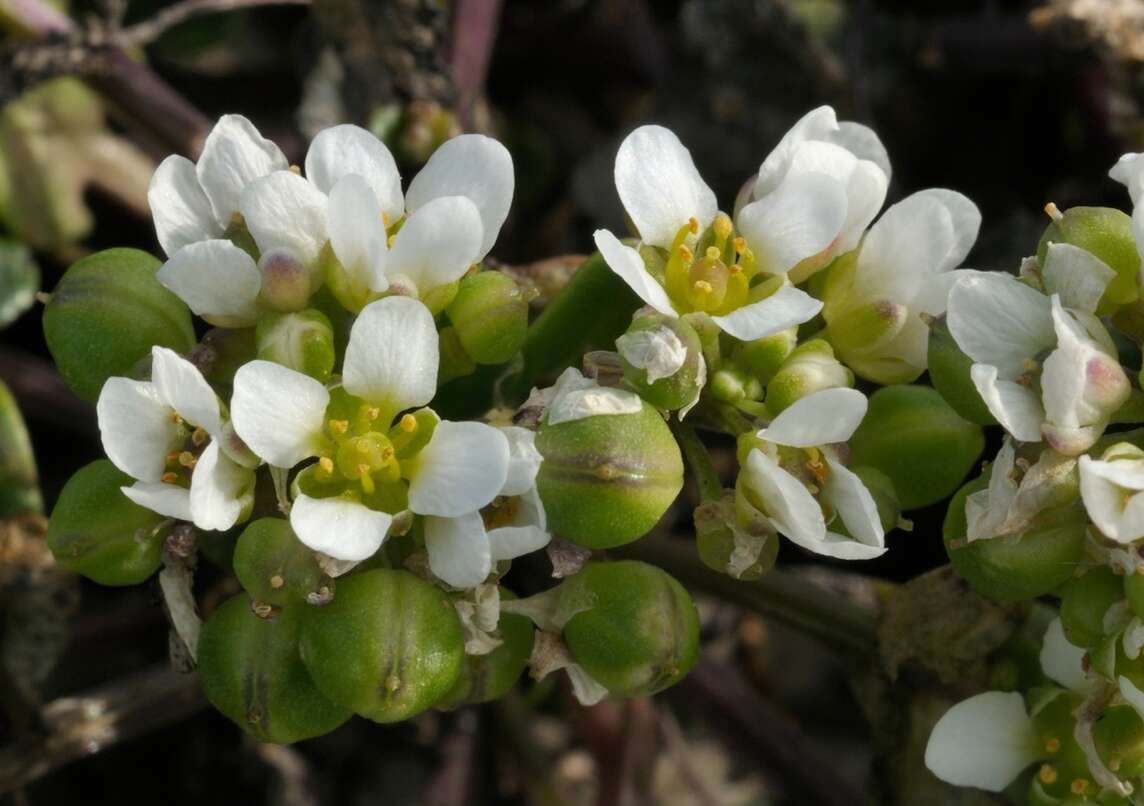 Echtes Löffelkraut Blüten zwischen Steinen