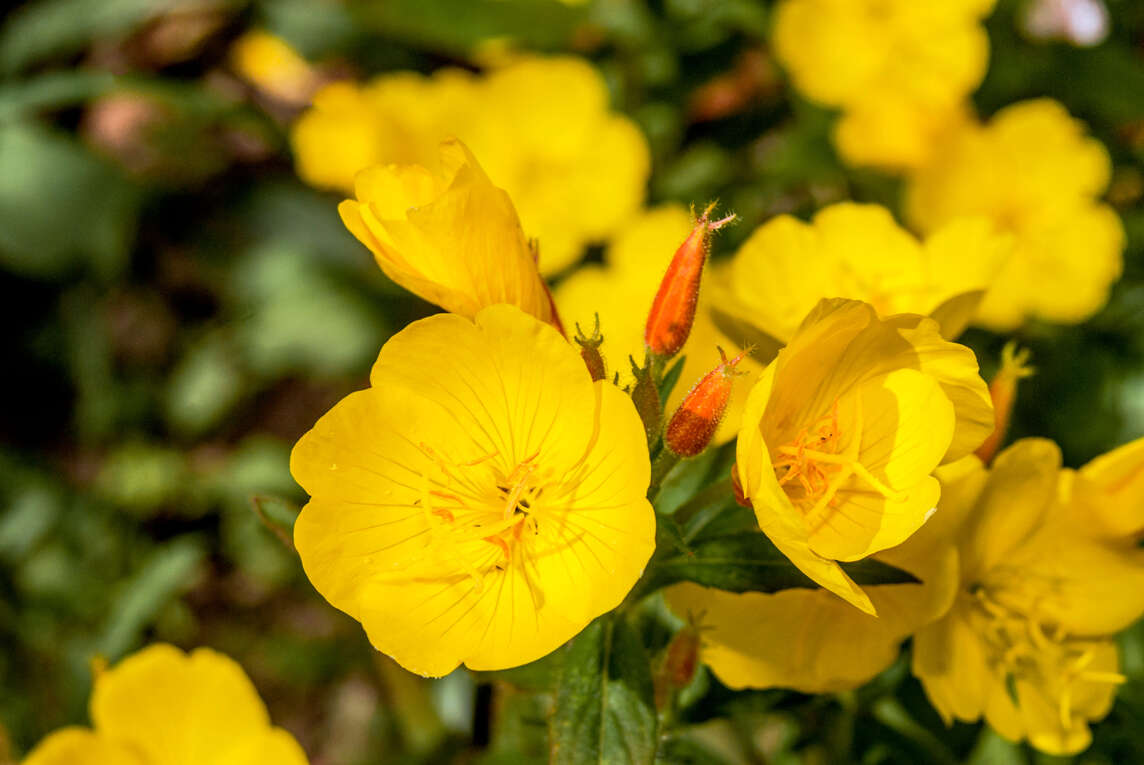 Nachtkerzenblüten und -knospen