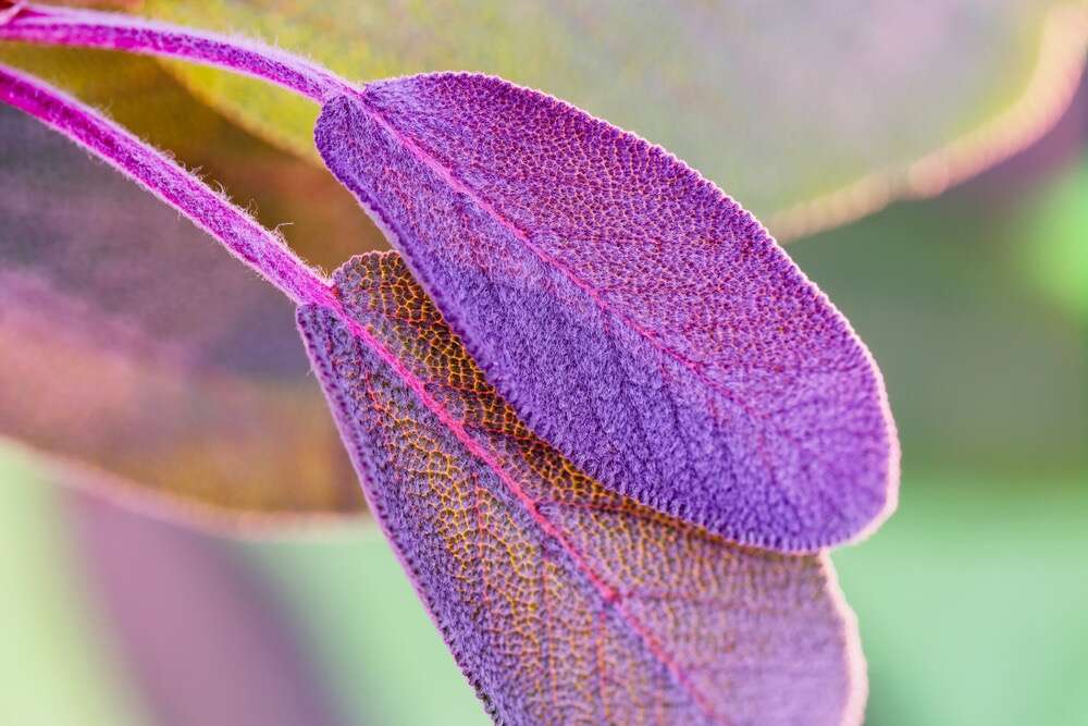 Purpursalbei-Blätter
