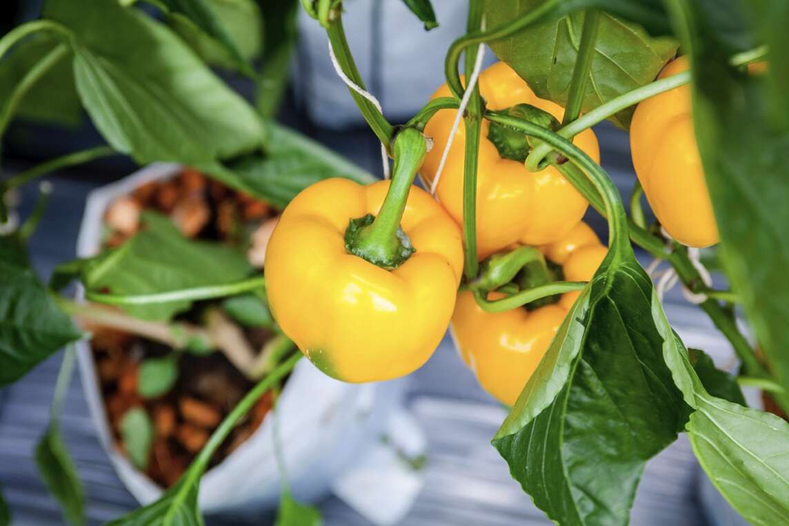 Peperoncini gialli su arbusto