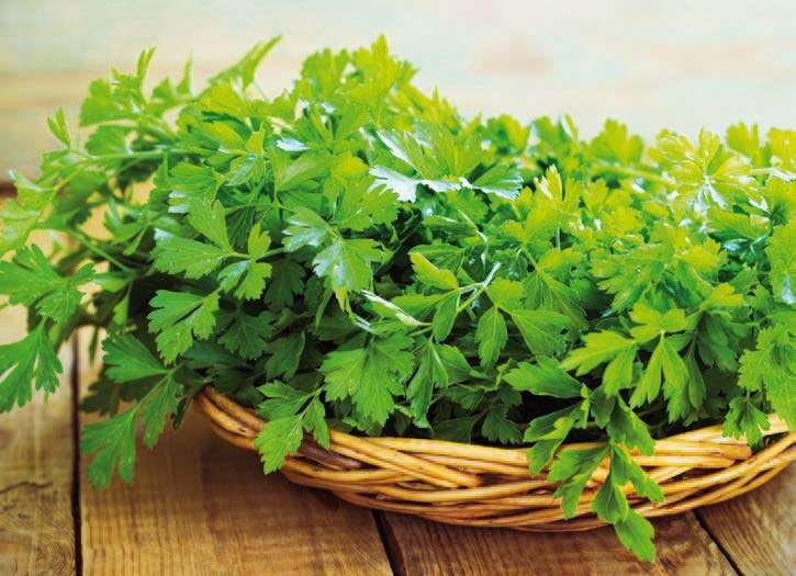 Branches de persil en corbeille