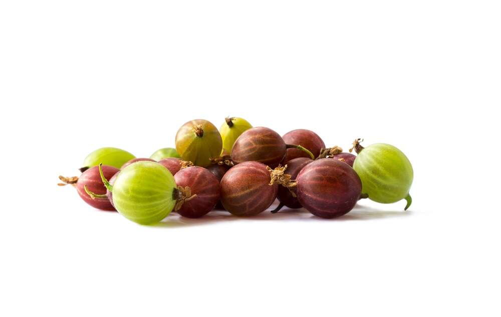 Rote und grüne Stachelbeeren