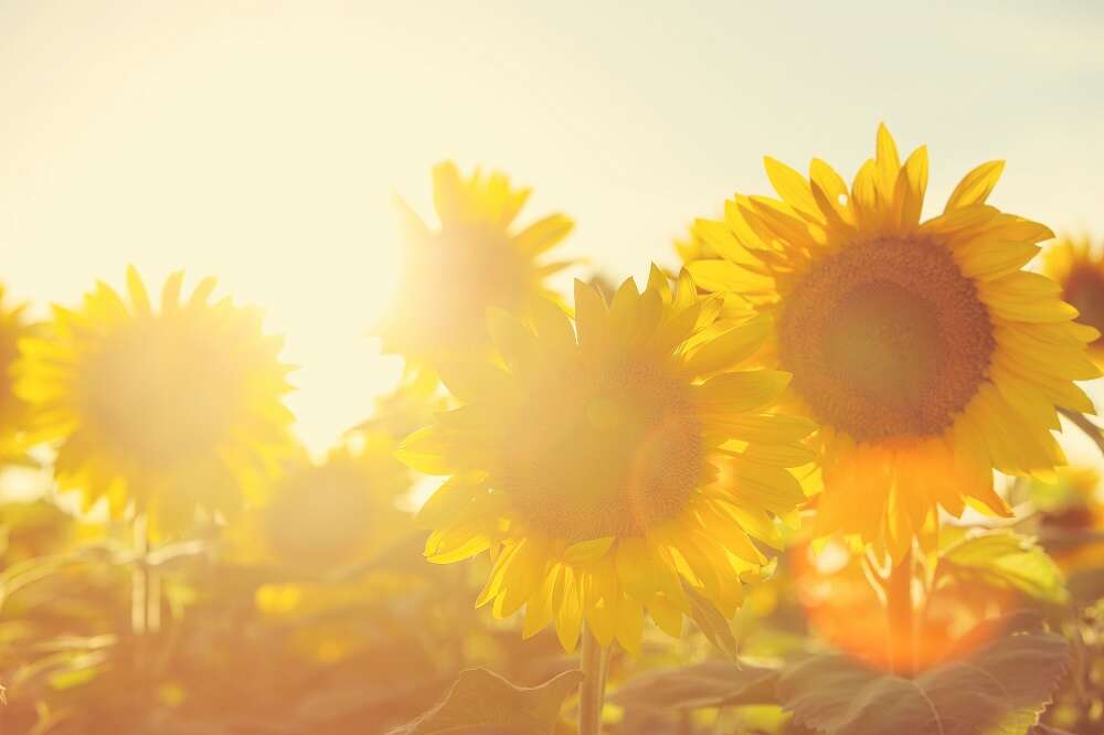 Sonnenblumen-Blüten im Gegenlicht