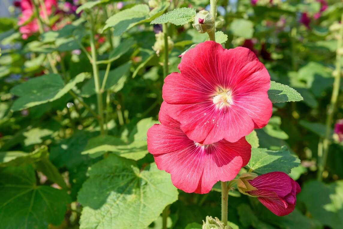 Rose trémière magenta