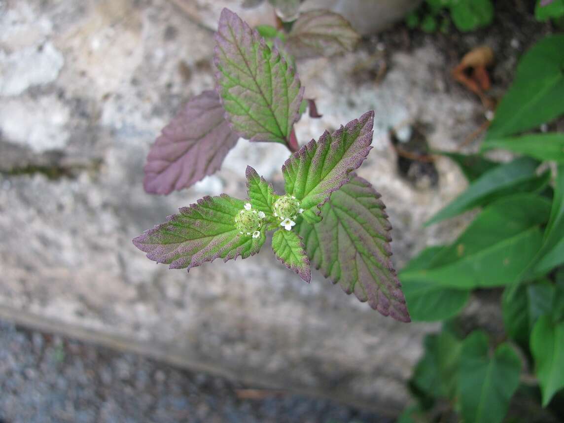 Aztekisches Süsskraut mit Blüten vor Stein