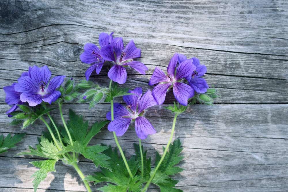 Violette Wiesenstorchenschnabel-Blumen auf Holzbrett