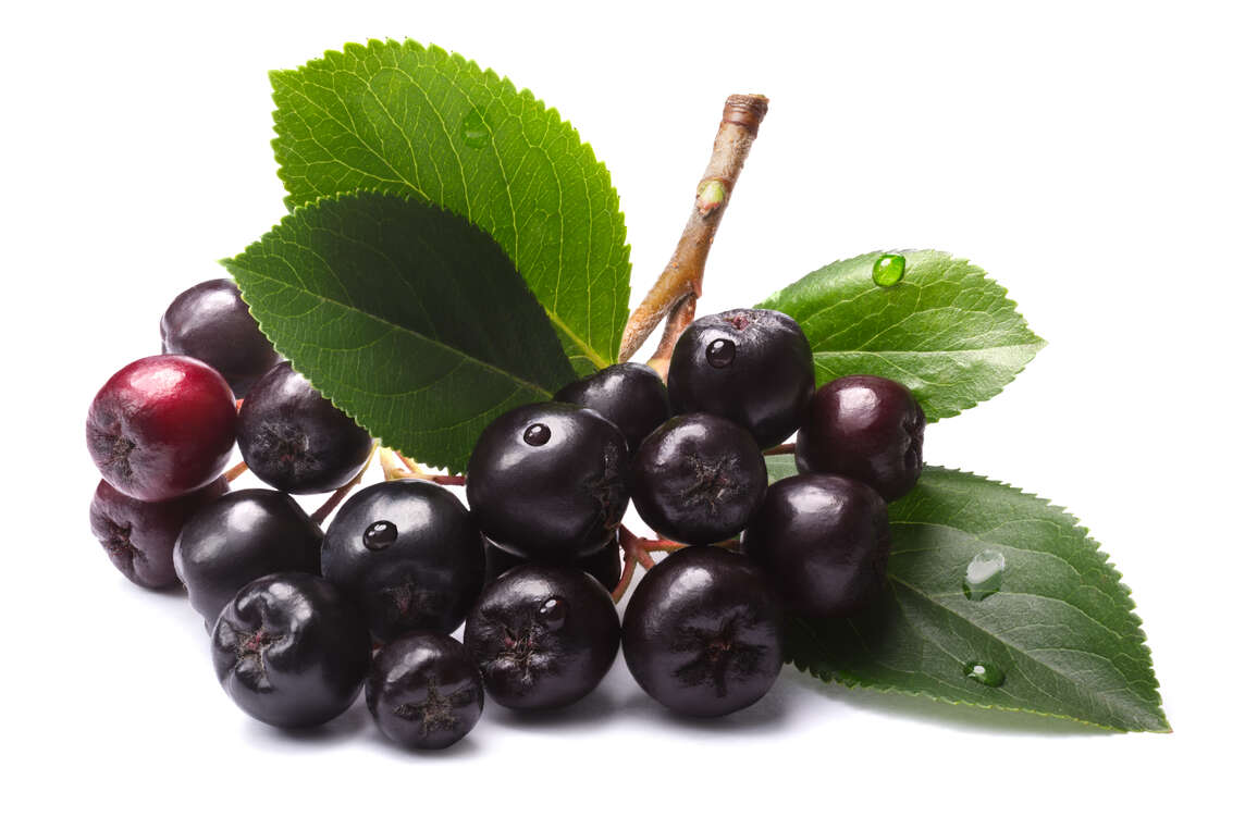 Branche de baies de pommes noires