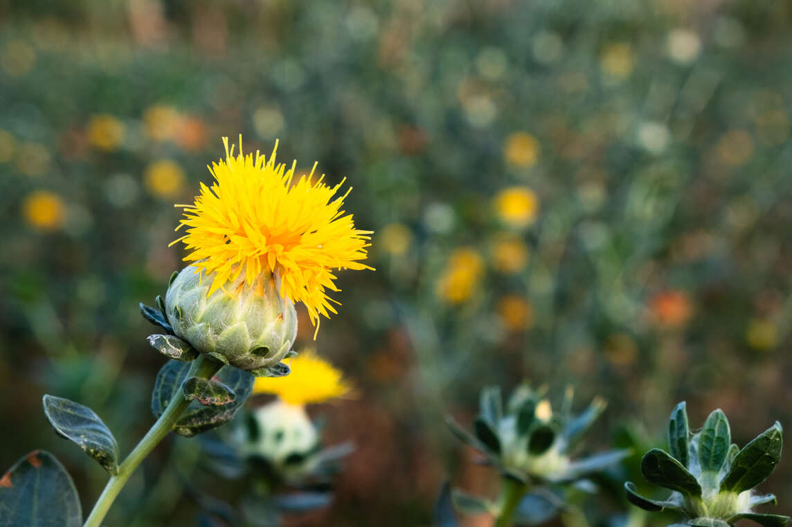Carthame des teinturiers avec fleur jaune