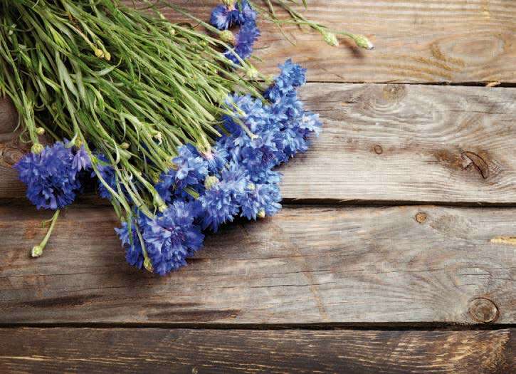 Bouquet de bleuets sur une table en bois