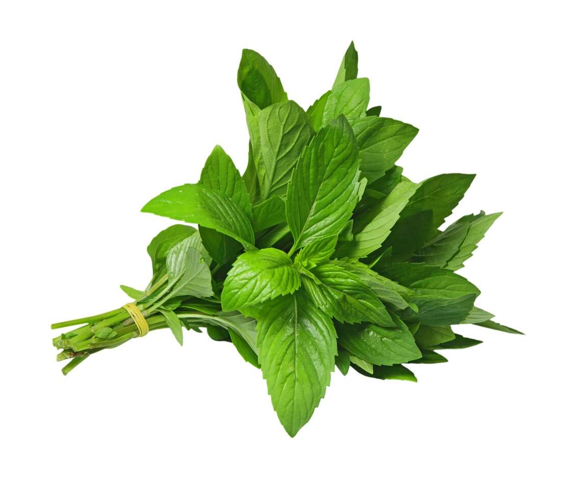 Orangenminze Pflanze - Frisches Küchenkraut, Mehrjährig, Im 12 Cm Topf