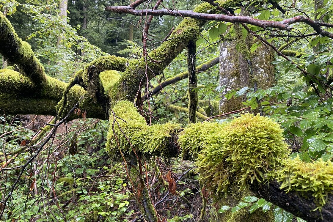 Moosbedeckte Äste im Wald im Wildnispark Zürich Sihlwald | © © Stiftung Wildnispark Zürich