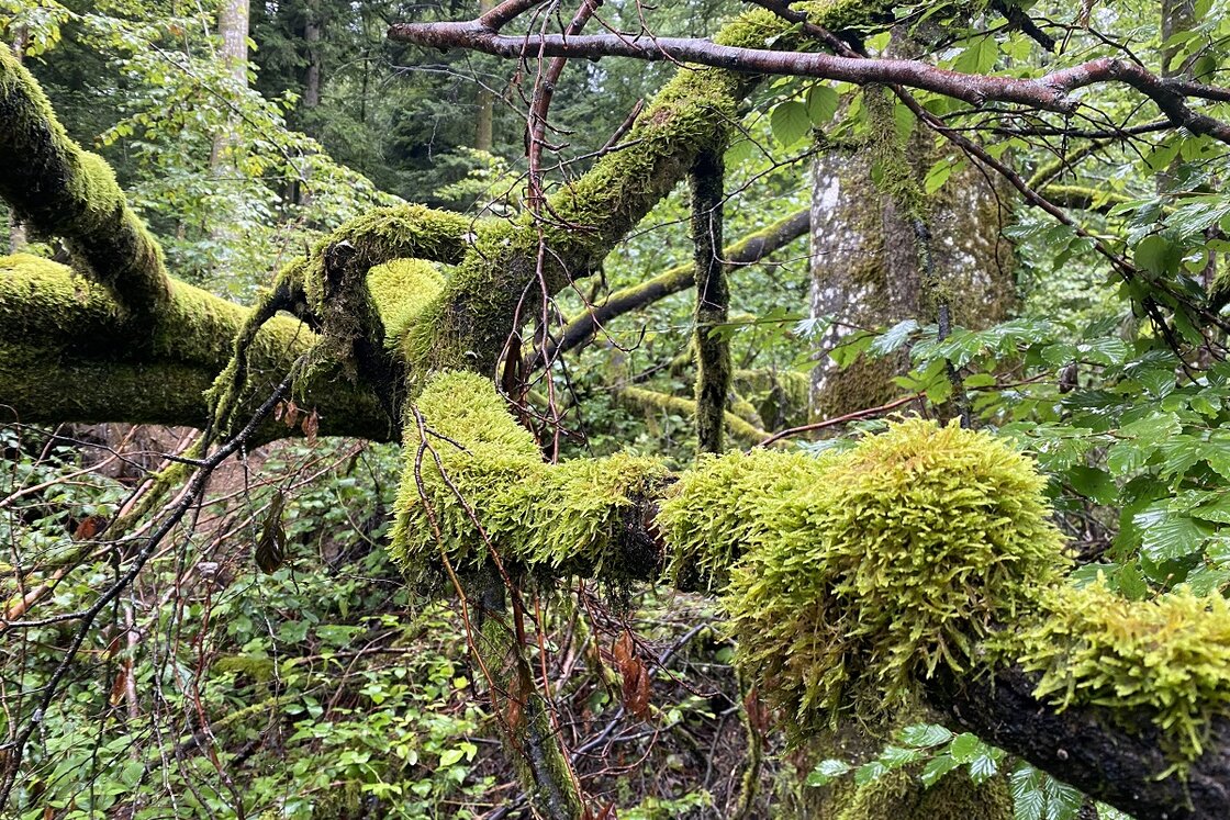 Moss-covered branches in the forest in the Zurich Sihlwald Wilderness Park | © © Stiftung Wildnispark Zürich