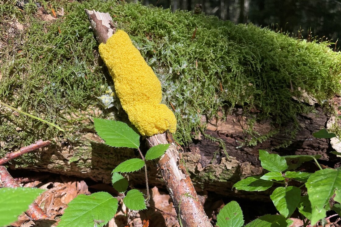 Gelbe Lohblüte an Ast vor Baumstamm mit Moos im Wildnispark Zürich Sihlwald | © © Stiftung Wildnispark Zürich