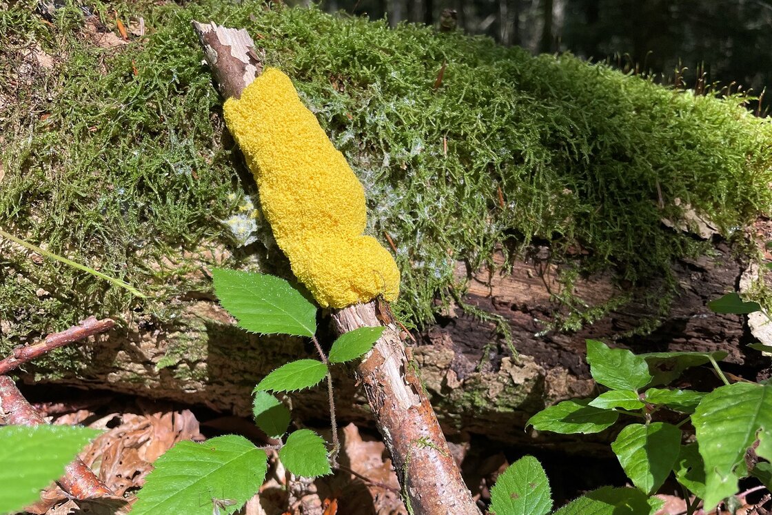 Yellow tan blossom on branch in front of tree trunk with moss in Zurich Sihlwald Wilderness Park | © © Stiftung Wildnispark Zürich