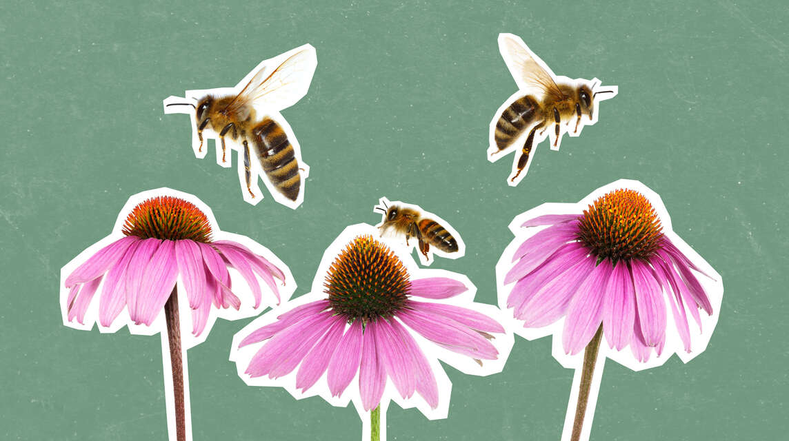 EGK-Sujet Partnerschaften