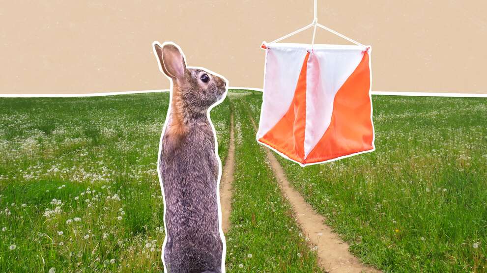 EGK subject orienteering with hare