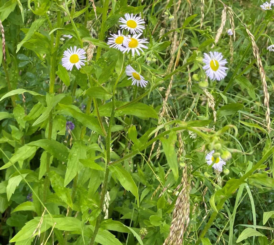 Néophyte herbe professionnelle annuelle