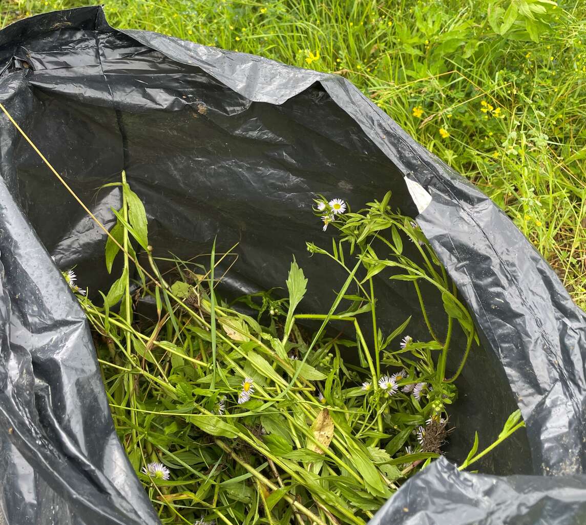 Néophytes dans les sacs poubelles